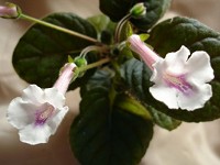 Sinningia 'Powderpuff' Sinningia 'Powderpuff'